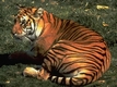 Rys 210: Bengal Tiger.jpg [101092 bajt�w]